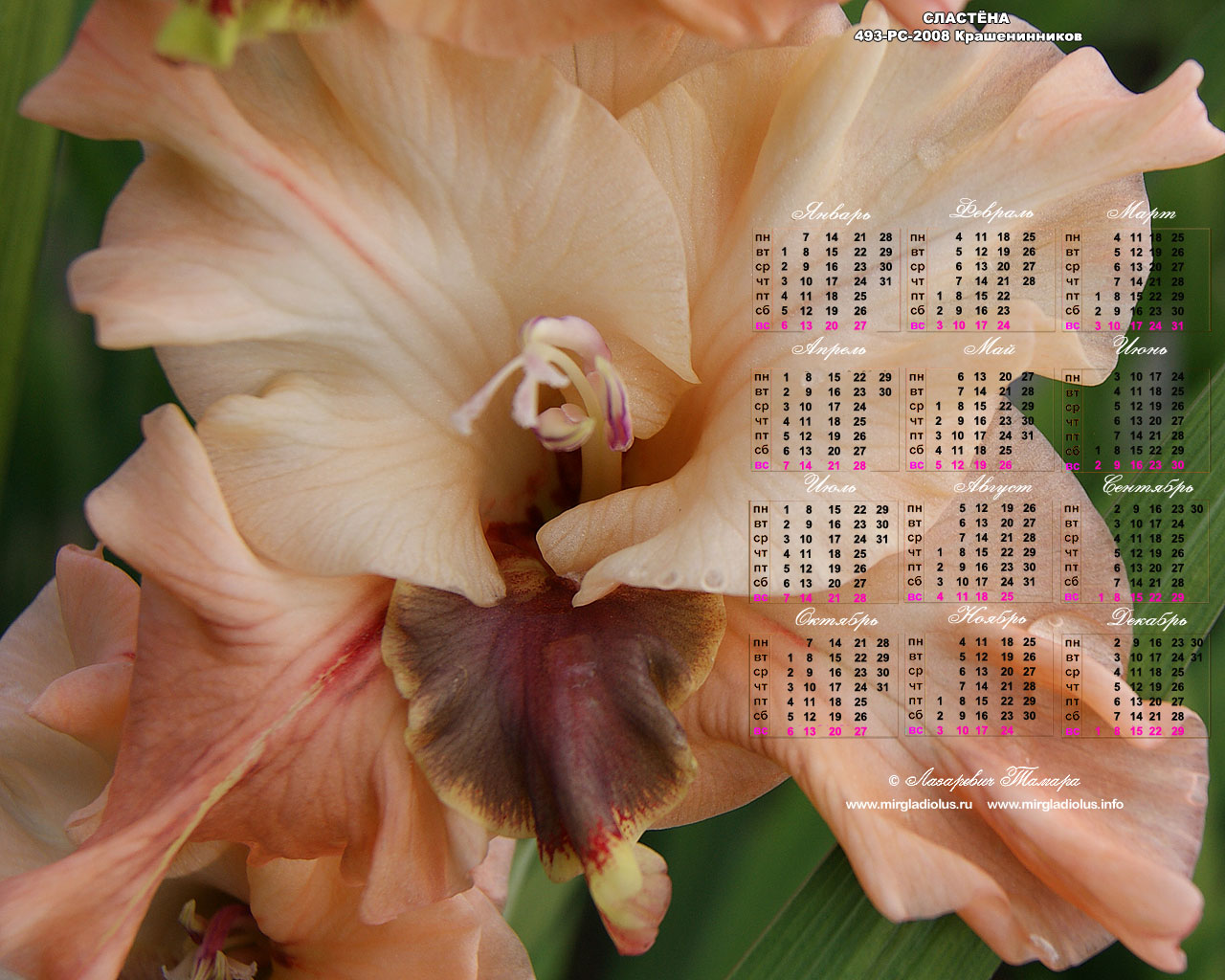 гладиолус Сластёна календарь-гладиолусы макросъёмка, обои-заставки гладиолусы