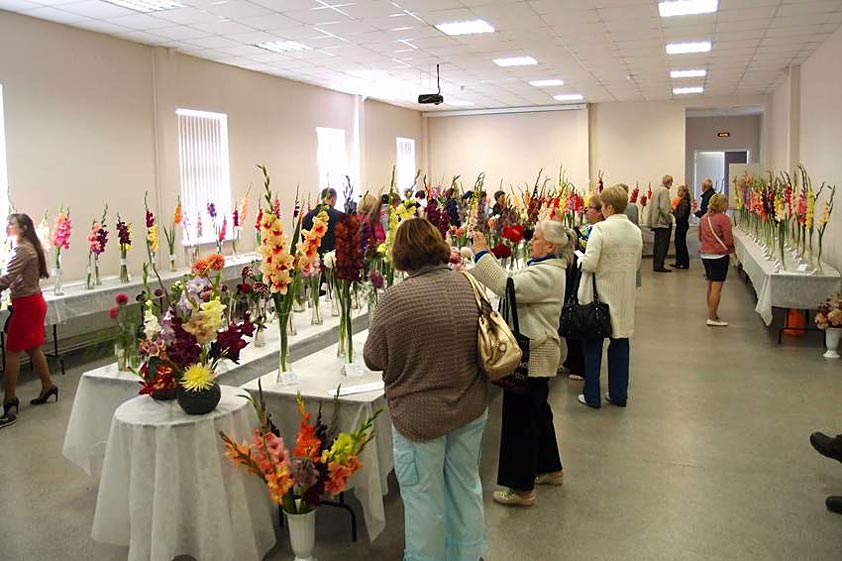 Выставка гладиолусов-2014 в Санкт-Петербурге фото 5 