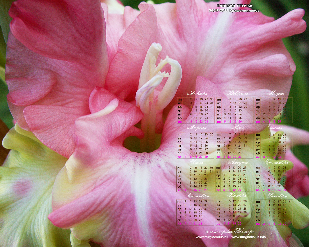 гладиолус Райская Птичка календарь-гладиолусы макросъёмка, обои-заставки гладиолусы