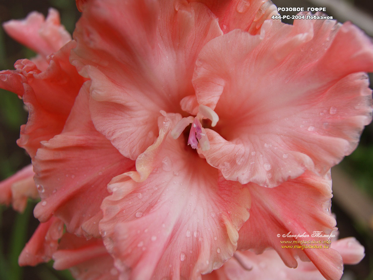 фото гладиолуса Розовое Гофре макросъёмка