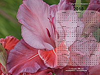 Календарь 2018 обои-3 ГЛАДИОЛУСЫ