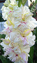 фото гладиолуса Северная Орхидея