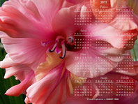 заставки-гладиолусы календарь 2011 года 1280х960