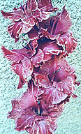 гладиолус Пурпурный Веер