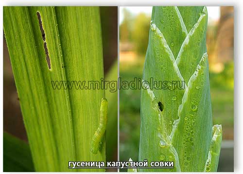 повреждение гладиолуса гусеницами капустной совки