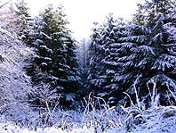 Новые обои-Зимний лес 1024х768